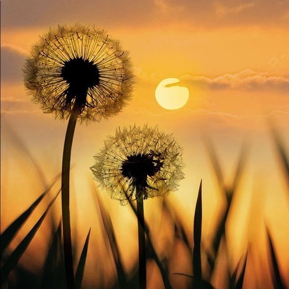 Meet your Posher, Patricia - Picture 1 of 1